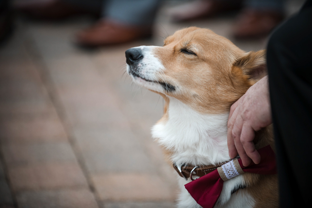 archer the corgi