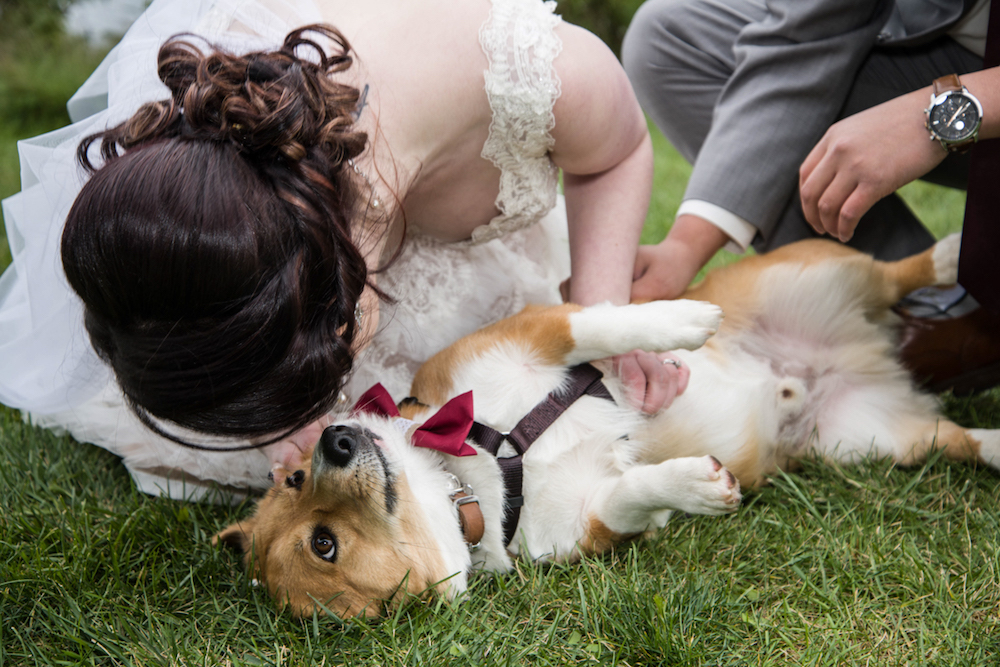 photos with pets at the wedding