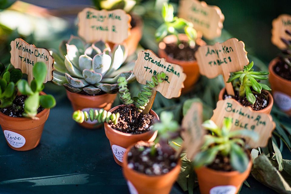 wedding decor with succulents